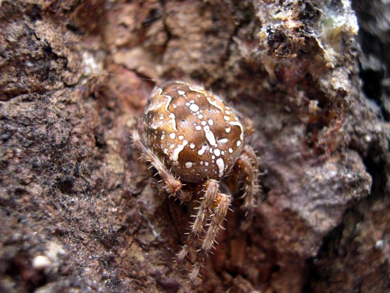 Araneus diadematus  e  Araneus quadratus